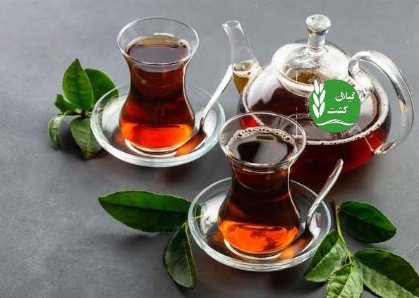 چای بهاره با چای پاییزه و زمستانه