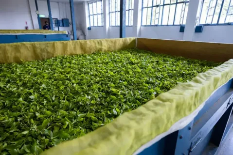 tea-factory-gilankesht-(7)